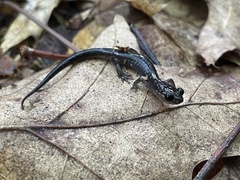Plethodon montanus