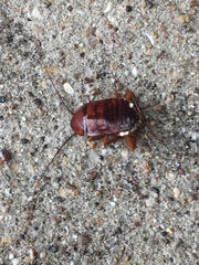 Blattidae
