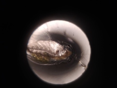 Ctenopoda