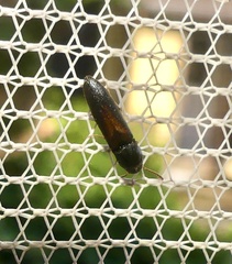 Isorhipis obliqua