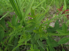 Galium boreale