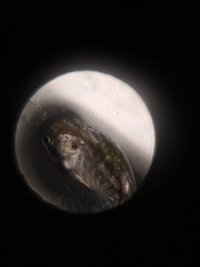 Ctenopoda