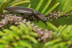 Acteniceromorphus volitans