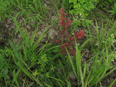 Galium boreale