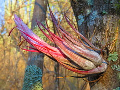 Tillandsia circinnatioides