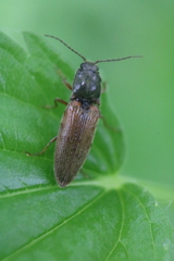 Hemicrepidius decoloratus