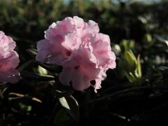 Rhododendron adamsii