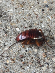 Blattidae