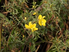 Ludwigia sericea
