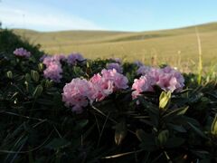 Rhododendron adamsii