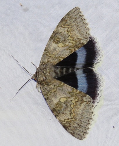 Catocala fraxini