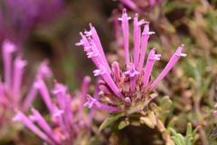 Thymus longiflorus