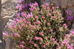 Thymus longiflorus