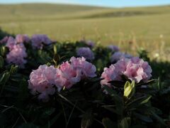 Rhododendron adamsii