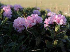 Rhododendron adamsii
