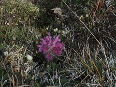 Pedicularis alopecuroides