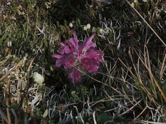 Pedicularis alopecuroides