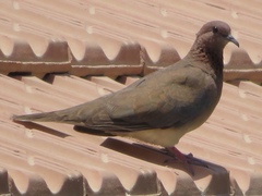 Streptopelia senegalensis