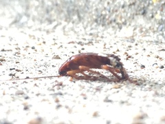 Blattidae