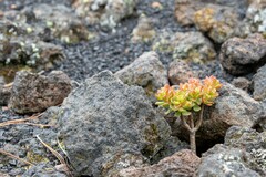 Aeonium spathulatum image