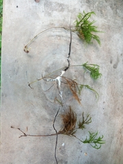 Bryopsida