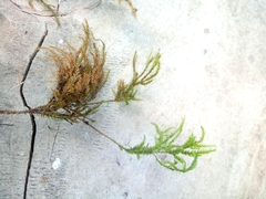 Bryopsida