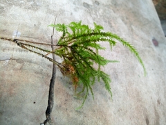 Bryopsida