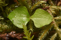 Neottia cordata
