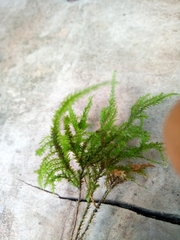 Bryopsida