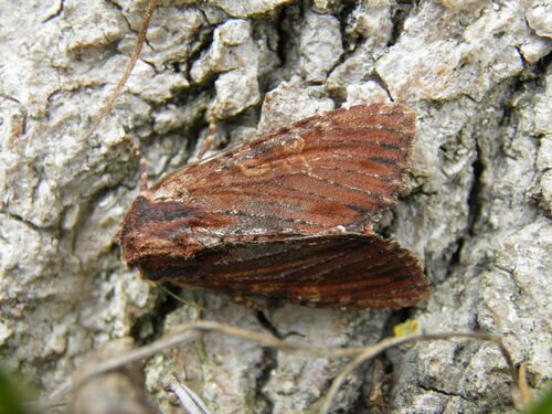 Rudasis pašakninis pelėdgalvis