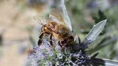 Apis mellifera