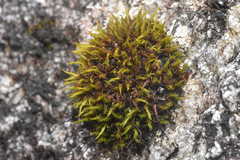 Schistidium maritimum