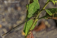 Enallagma doubledayi