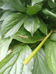 Mantodea