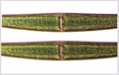 Closterium ralfsii
