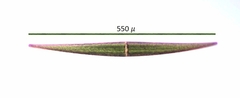 Closterium ralfsii