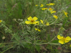Potentilla
