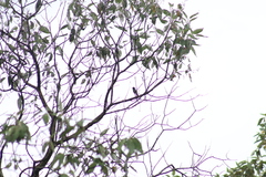 Eugenes fulgens