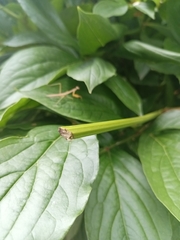 Mantodea