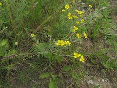 Potentilla