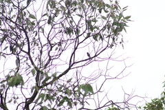Eugenes fulgens