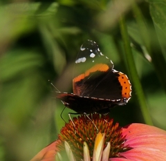 Vanessa atalanta