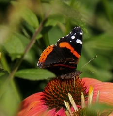 Vanessa atalanta