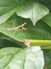 Mantodea