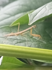 Mantodea