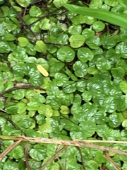Pilea nummulariifolia