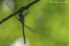 Somatochlora provocans