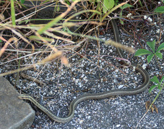 Pseudalsophis hephaestus