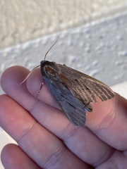 Lapara coniferarum