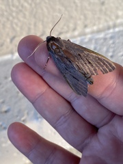 Lapara coniferarum